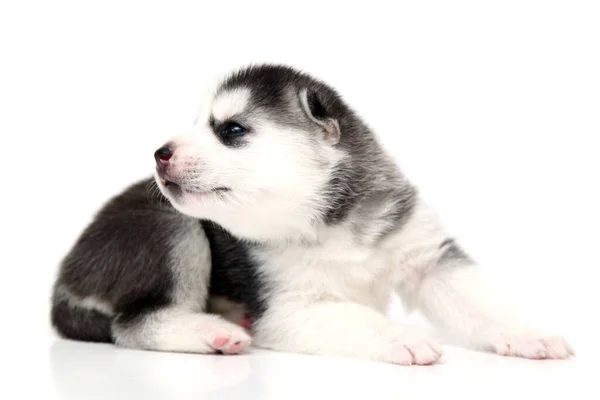 Entzückender Siberian Husky Welpe Auf Weißem Hintergrund — Stockfoto