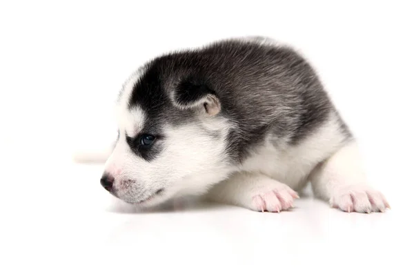 Adorável Siberian Husky Filhote Cachorro Fundo Branco — Fotografia de Stock