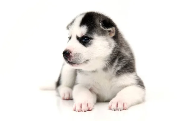 Adorabil Siberian Husky Catelus Fundal Alb — Fotografie, imagine de stoc