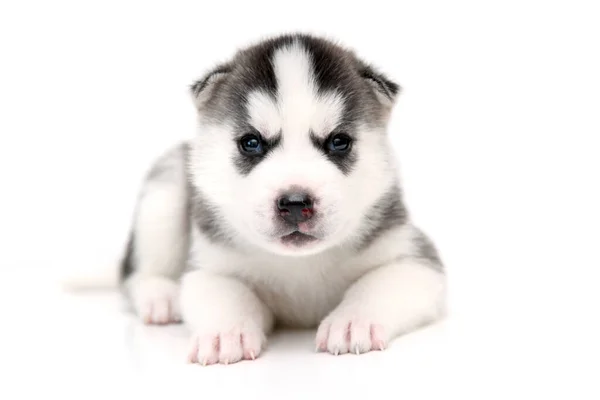 Adorable Cachorro Husky Siberiano Sobre Fondo Blanco — Foto de Stock