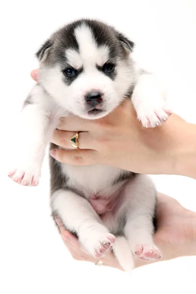 Beyaz Arka Planda Sevimli Sibirya Husky Köpek Yavrusunu Tutan Eller — Stok fotoğraf