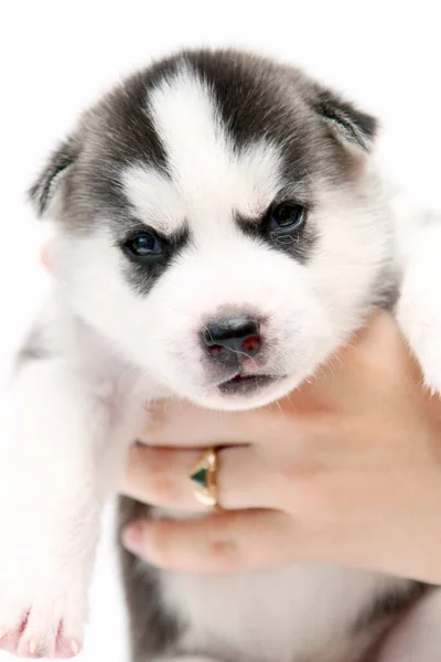 Mano Sosteniendo Adorable Cachorro Husky Siberiano Sobre Fondo Blanco —  Fotos de Stock