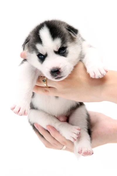 Mãos Segurando Adorável Cachorro Husky Siberiano Fundo Branco — Fotografia de Stock
