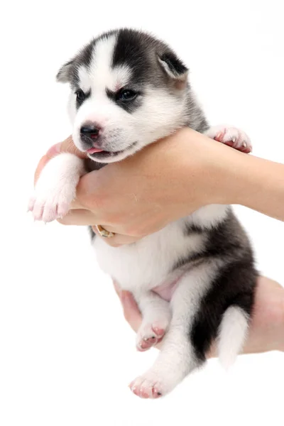 Mãos Segurando Adorável Cachorro Husky Siberiano Fundo Branco — Fotografia de Stock