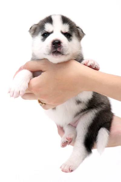 Mãos Segurando Adorável Cachorro Husky Siberiano Fundo Branco — Fotografia de Stock