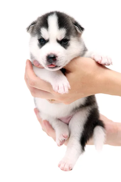 手を保持する可愛いですシベリアハスキー子犬上の白い背景 — ストック写真