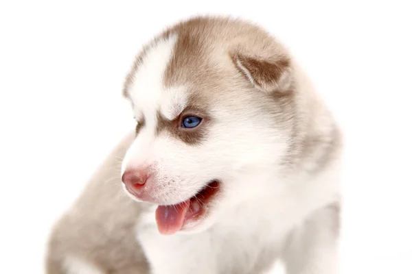 Adorable Cachorro Husky Siberiano Sobre Fondo Blanco — Foto de Stock