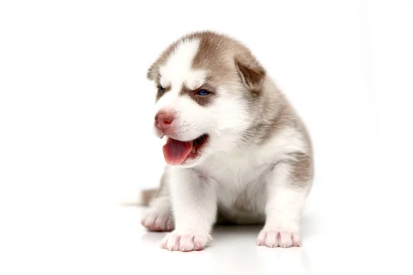 Adorable Cachorro Husky Siberiano Sobre Fondo Blanco — Foto de Stock