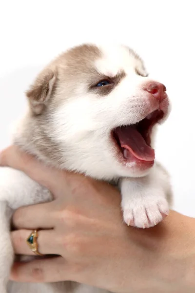 Mão Segurando Adorável Siberiano Husky Filhote Cachorro Fundo Branco — Fotografia de Stock