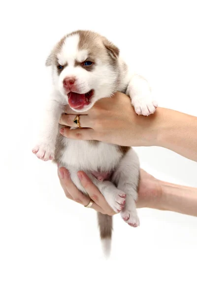 Beyaz Arka Planda Sevimli Sibirya Husky Köpek Yavrusunu Tutan Eller — Stok fotoğraf