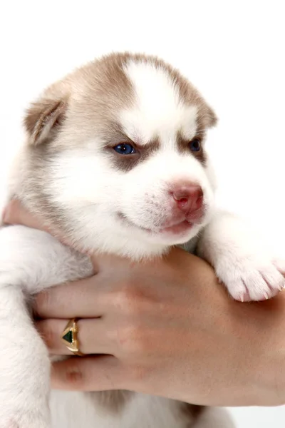 Hand Houden Schattige Siberische Husky Puppy Witte Achtergrond — Stockfoto