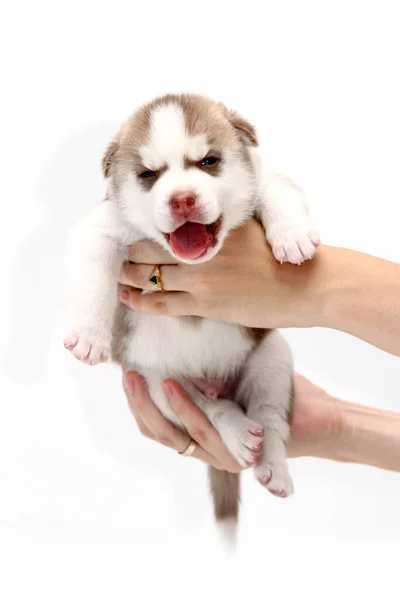 Mãos Segurando Adorável Cachorro Husky Siberiano Fundo Branco — Fotografia de Stock