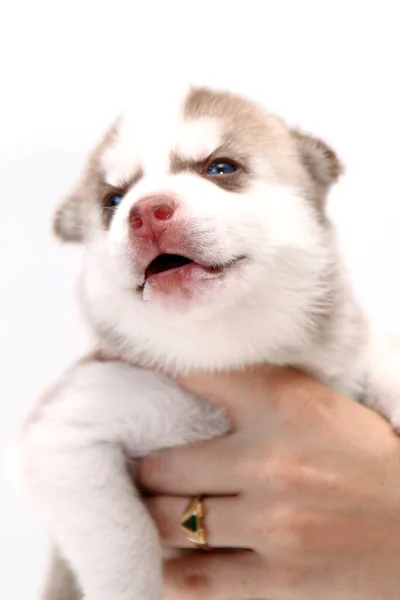 Hand Houden Schattige Siberische Husky Puppy Witte Achtergrond — Stockfoto