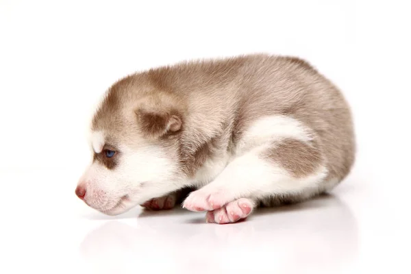 Schattige Siberische Husky Puppy Witte Achtergrond — Stockfoto