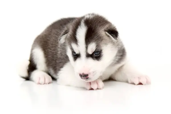 Adorable Chiot Husky Sibérien Sur Fond Blanc — Photo