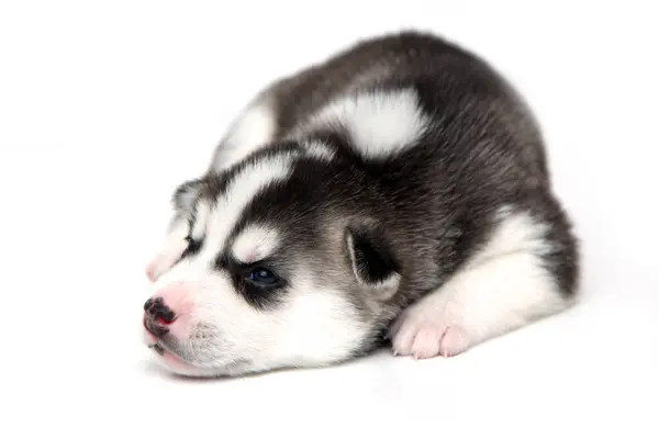 Entzückender Siberian Husky Welpe Auf Weißem Hintergrund — Stockfoto