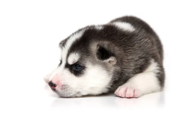 Entzückender Siberian Husky Welpe Auf Weißem Hintergrund — Stockfoto