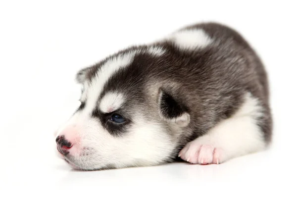 Adorable Siberian Husky Puppy White Background — Stock Photo, Image