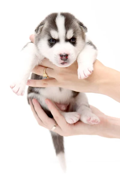 Mãos Segurando Adorável Cachorro Husky Siberiano Fundo Branco — Fotografia de Stock