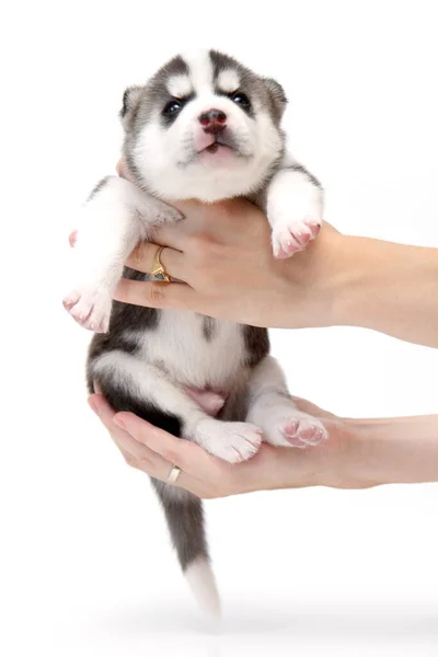 Händer Som Håller Bedårande Sibiriska Husky Valp Vit Bakgrund — Stockfoto