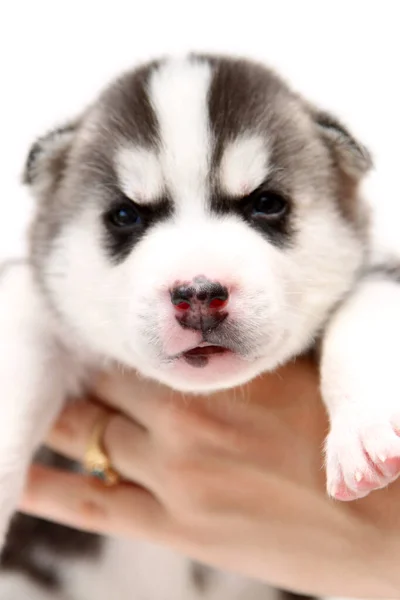 Mão Segurando Adorável Siberiano Husky Filhote Cachorro Fundo Branco — Fotografia de Stock