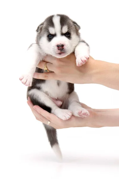 Tangan Memegang Manis Siberian Husky Anak Anjing Latar Belakang Putih — Stok Foto