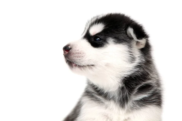 Anjing Husky Siberia Yang Manis Dengan Latar Belakang Putih — Stok Foto