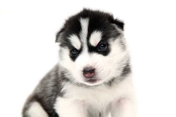 Adorabil Siberian Husky Catelus Fundal Alb — Fotografie, imagine de stoc