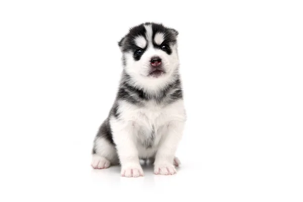 Adorable Siberian Husky Puppy White Background — Stock Photo, Image