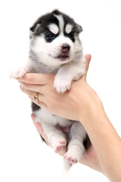 Manos Sosteniendo Adorable Cachorro Husky Siberiano Sobre Fondo Blanco — Foto de Stock