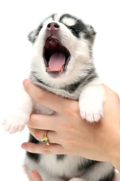 Ruka Drží Rozkošné Sibiřské Husky Štěně Bílém Pozadí — Stock fotografie