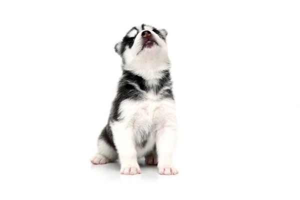 Adorable Siberian Husky Puppy White Background — Stock Photo, Image