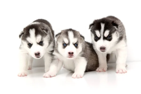 Adorabile Siberian Husky Cuccioli Sfondo Bianco — Foto Stock