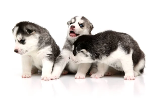 Adorabile Siberian Husky Cuccioli Sfondo Bianco — Foto Stock