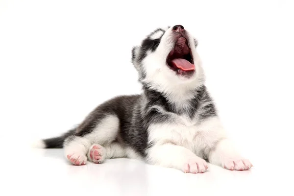 Adorable Siberian Husky Puppy White Background — Stock Photo, Image