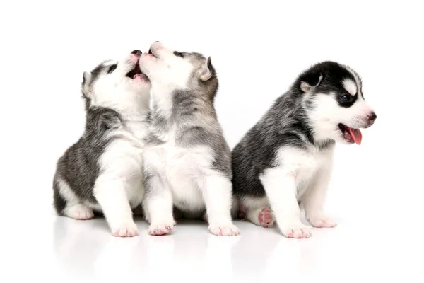 Schattige Siberische Husky Pups Witte Achtergrond — Stockfoto