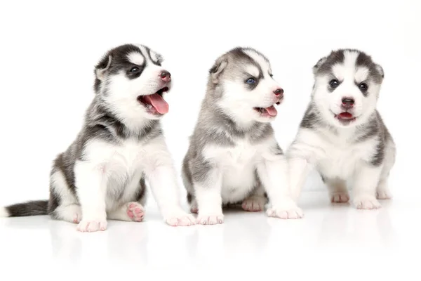 Adorables Chiots Husky Sibériens Sur Fond Blanc — Photo