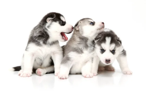 Adorabile Siberian Husky Cuccioli Sfondo Bianco — Foto Stock