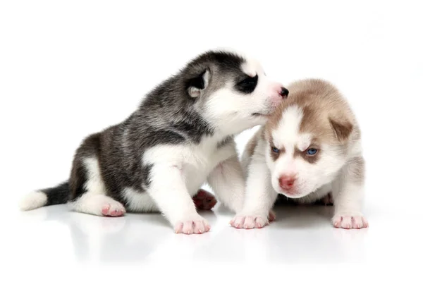 Adorables Cachorros Husky Siberianos Sobre Fondo Blanco — Foto de Stock