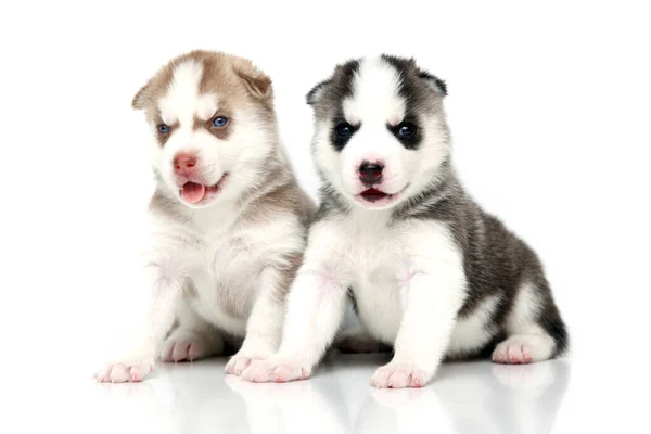 Adorabile Siberian Husky Cuccioli Sfondo Bianco — Foto Stock