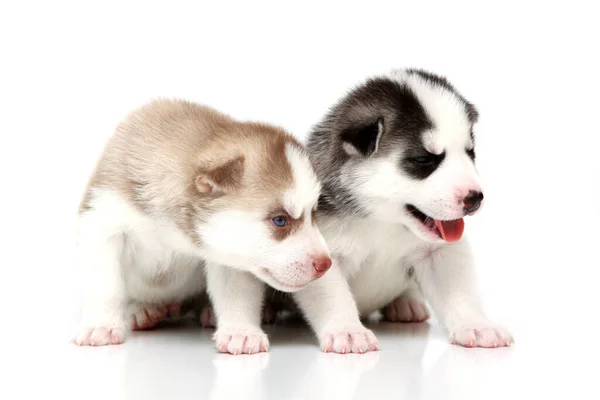 Adorables Cachorros Husky Siberianos Sobre Fondo Blanco — Foto de Stock