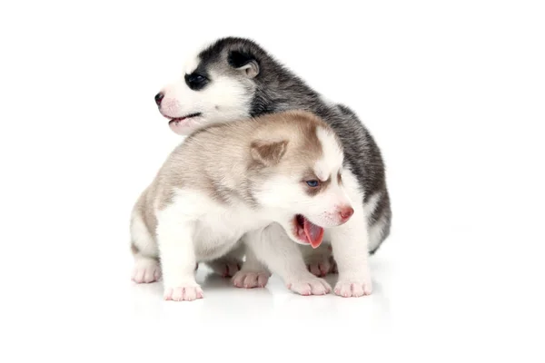 Schattige Siberische Husky Pups Witte Achtergrond — Stockfoto