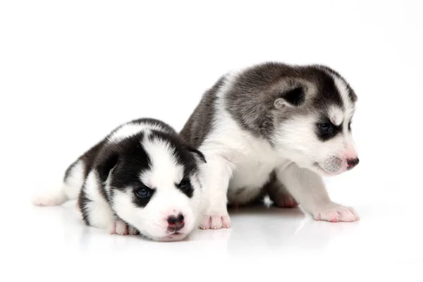 Adorabile Siberian Husky Cuccioli Sfondo Bianco — Foto Stock