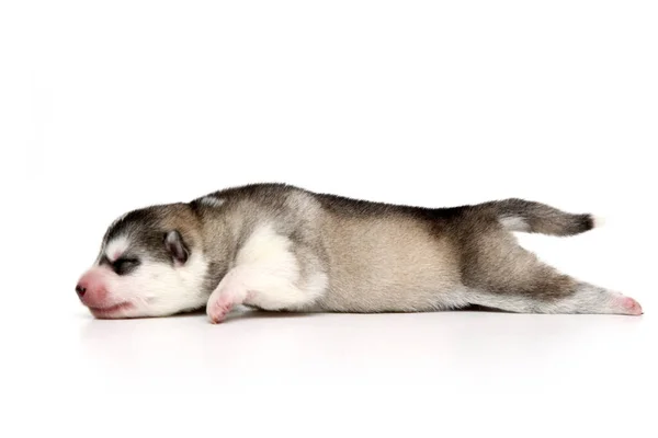 Adorable Siberian Husky Puppy White Background — Stock Photo, Image