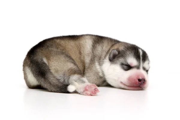 Adorable Cachorro Husky Siberiano Sobre Fondo Blanco — Foto de Stock