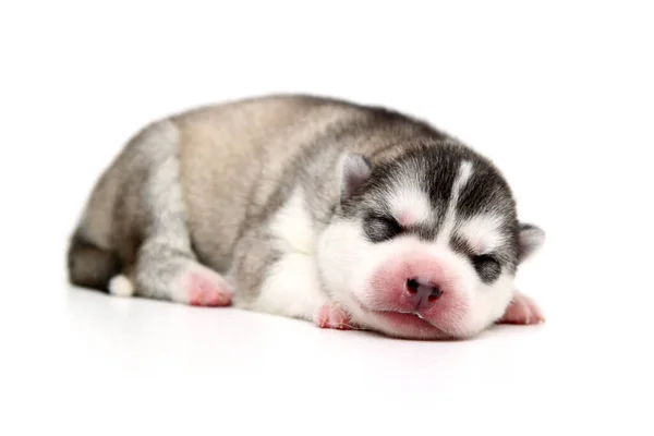 Entzückender Siberian Husky Welpe Auf Weißem Hintergrund — Stockfoto