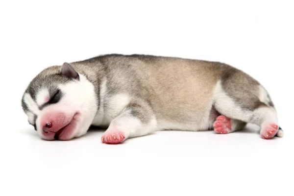 Adorable Cachorro Husky Siberiano Sobre Fondo Blanco — Foto de Stock