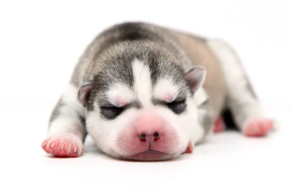 Adorable Chiot Husky Sibérien Sur Fond Blanc — Photo