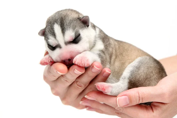 Hands Holding Adorable Siberian Husky Puppy White Background — Stock Photo, Image
