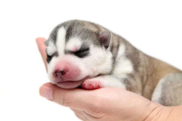 Mão Segurando Adorável Siberiano Husky Filhote Cachorro Fundo Branco — Fotografia de Stock